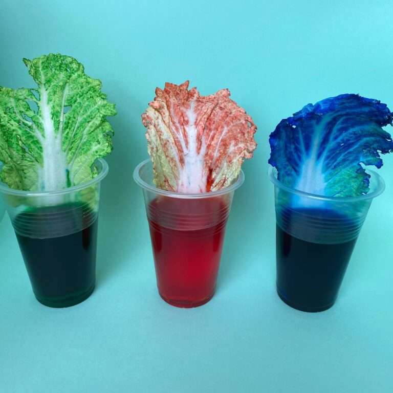 Разноцветные растения