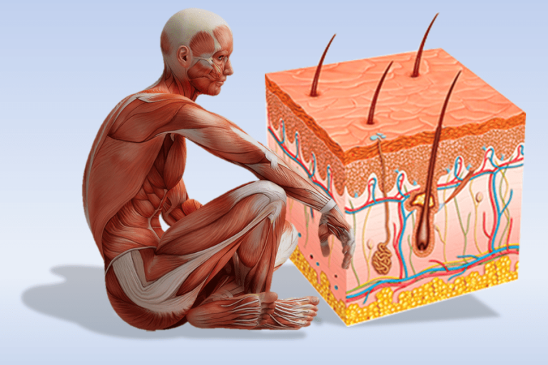 Лабораторная работа №12: Исследование кожной чувствительности