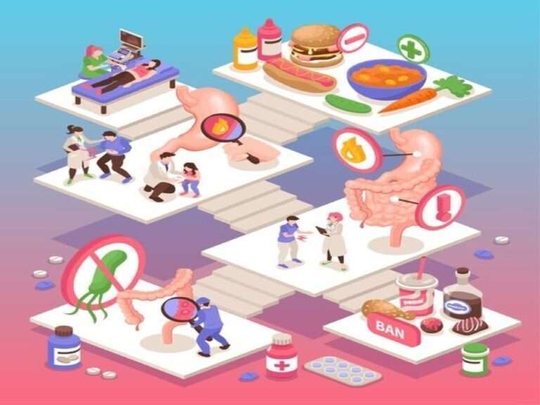 Fast Food: миф или реальность. Модель системы пищеварения