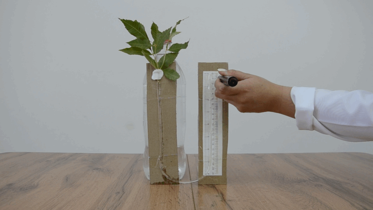 Лабораторная работа №4: «Внешние факторы влияющие на процесс транспирации у растений»