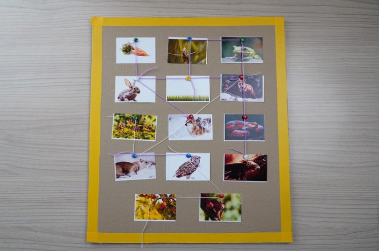 Практическая работа №10. «Как происходит переход энергии внутри экологической пирамиды?”