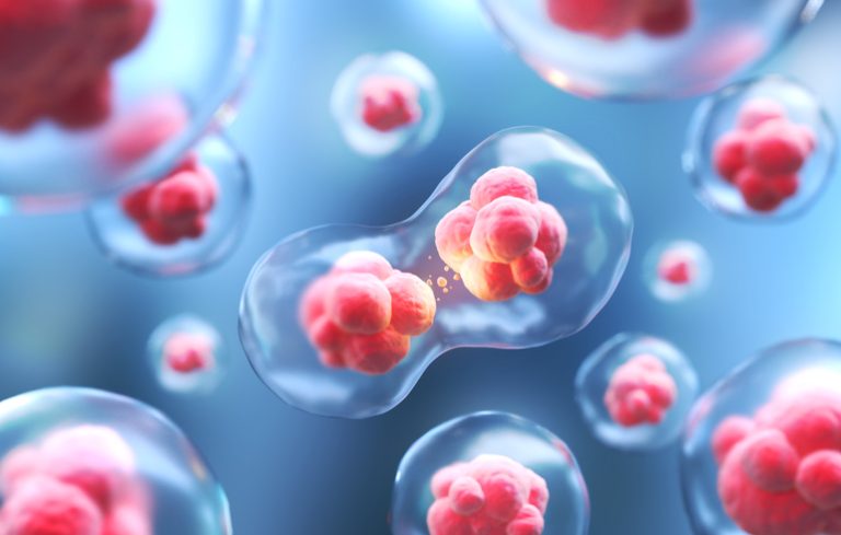 Лабораторная работа №8: «Митоз»