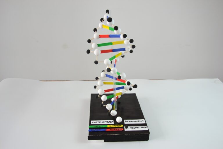 Лабораторная работа №6: «Изготовление модели ДНК»