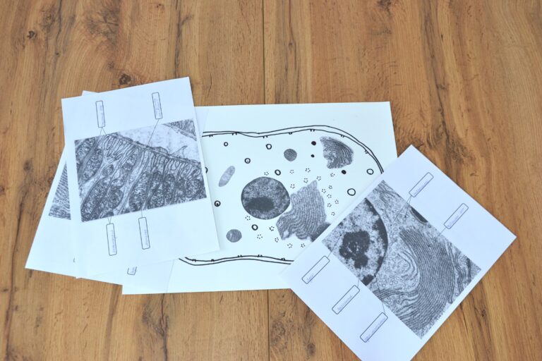 Лабораторная работа №3: «Описание основных компонентов клеток с использованием микрофотографий»