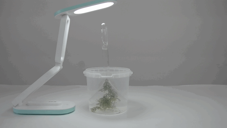 Лабораторная работа №3: «Исследование влияния лимитирующих факторов на интенсивность фотосинтеза»