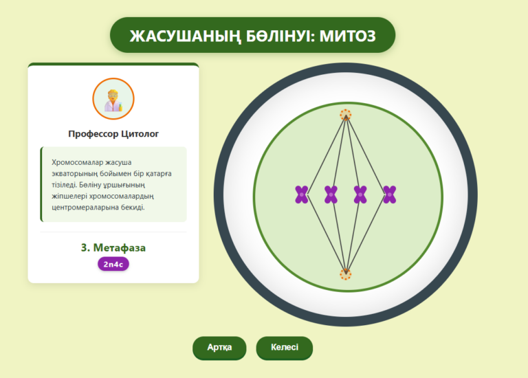 Жасуша циклі