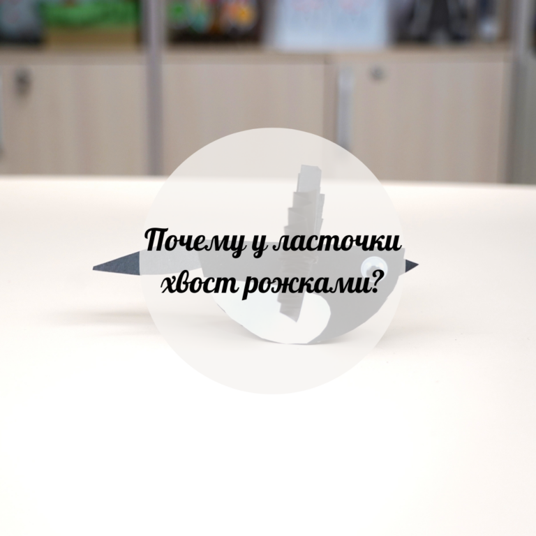 Қарлығаштың құйрығы неге айыр?