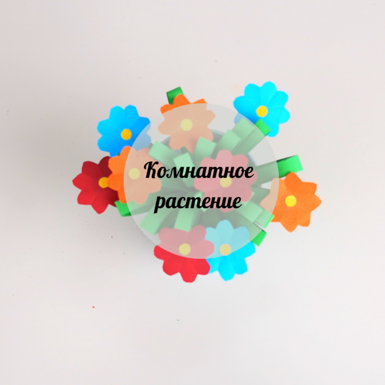 Бөлме гүлі